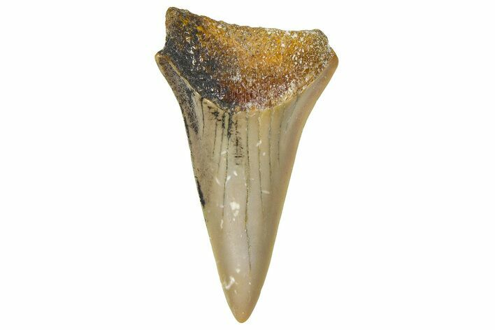 Fossil White Shark Tooth - Dakhla, Morocco #365246
